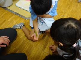 あおむしを見つけたよ✨